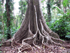 Kapoc root buttresses